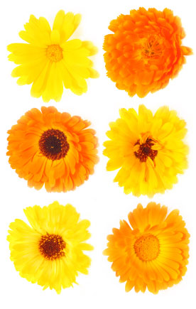 Birth flower for October is Calendula