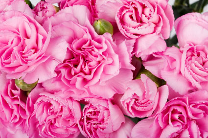 Birth flower for January is Carnation