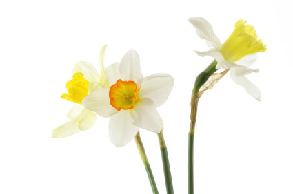 Birth flower for March is Jonquil