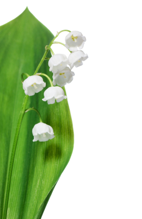 Birth flower for May is Lily of the Valley