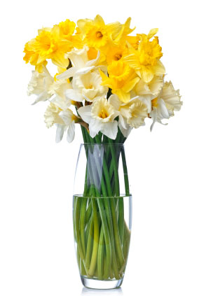 Birth flower for December is Narcissus