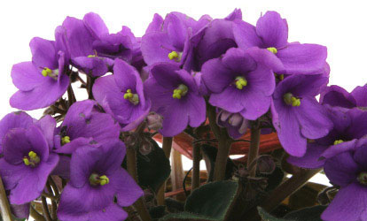 Birth flower for February is Violet