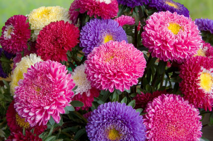 Birth flower for September is Aster