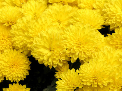 Birth flower for November is Chrysanthemum