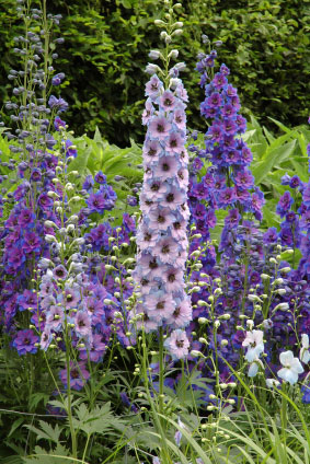 Birth flower for July is Larkspur