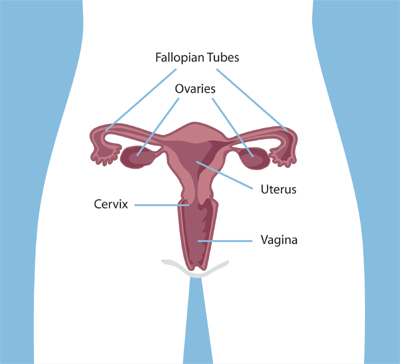 Diagram of female reproductive system, including the Fallopian Tubes