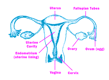 diagram of the uterus